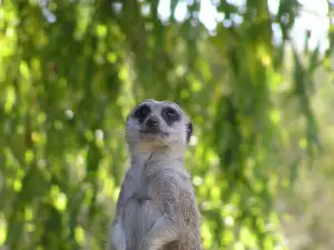 Mere Prodejny